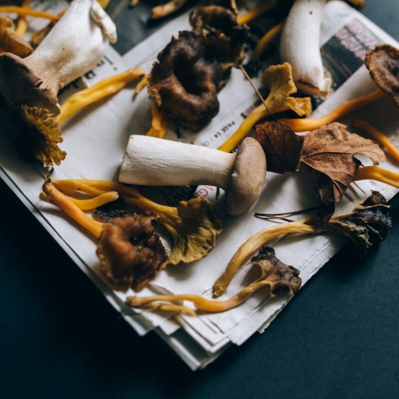 Mushroom chocolate at Zoomies Canada | Shroom Store Canada