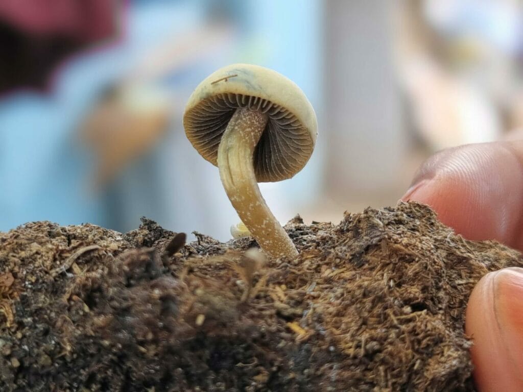 Athletes Resort to Psychedelics for Healing After Life-Changing Injuries Magic Mushroom Dispensary