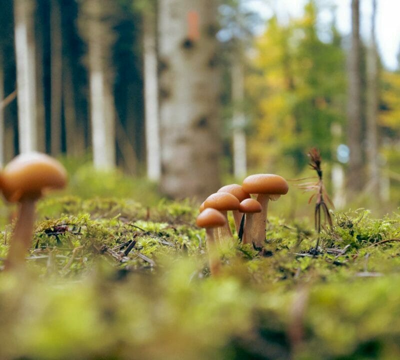Magic Mushroom Dispensary | Shroom Store Canada