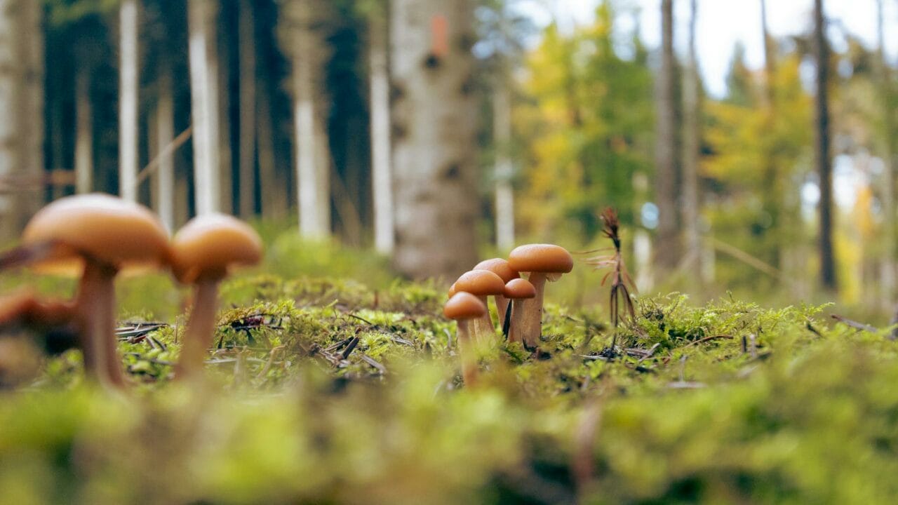Embark on a Global Journey with Magic Mushrooms from Cambodia, Chitwan Nepal, and Ecuador