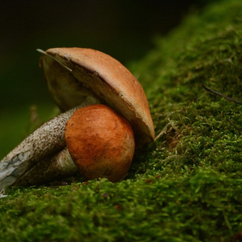 Mushroom Dispensary Vancouver | Shroom Store Canada