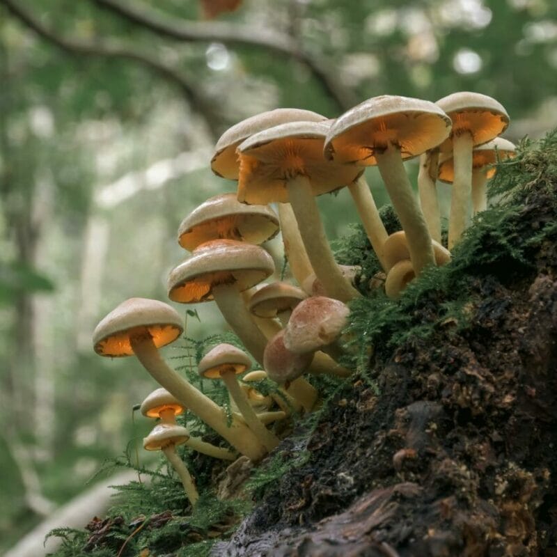 Shrooms online | Shroom Store Canada
