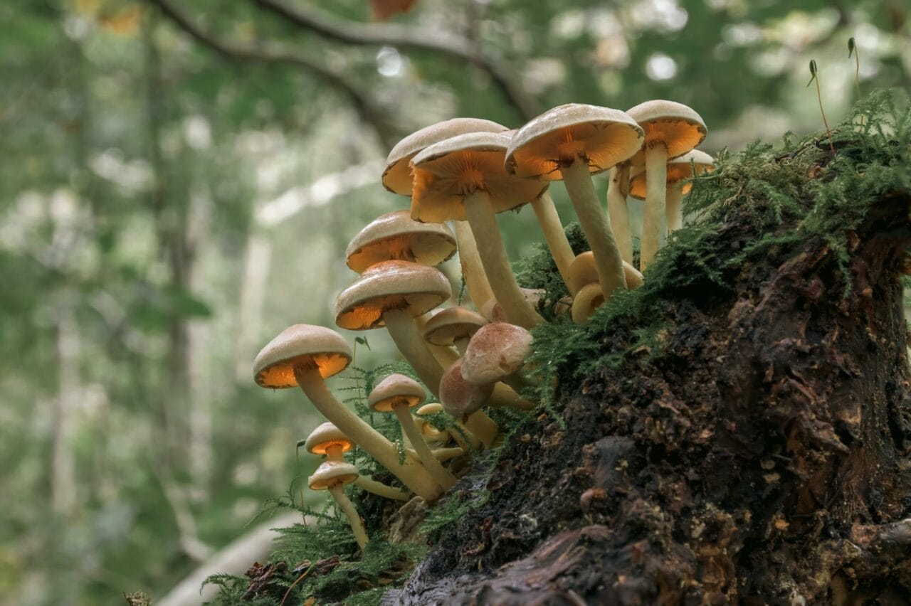 The Role of Psilocybin in Magic Mushrooms in Enhancing Sexual Function and Satisfaction