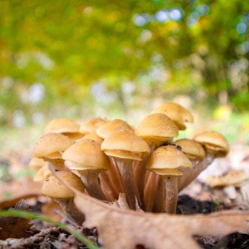 Shrooms Canada | Shroom Store Canada