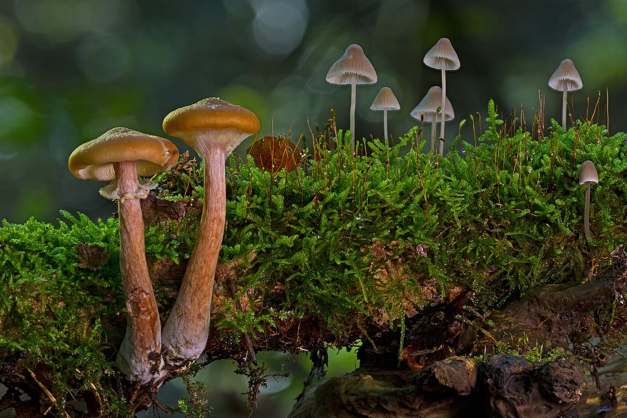 The Majority of Canadians, 80%, Advocate for the Use of Psychedelic Mushrooms in Alleviating Existential Distress