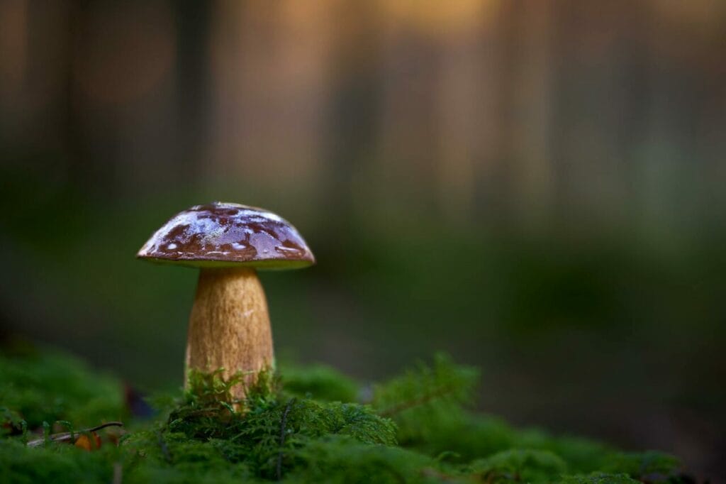 How to make magic mushroom tea
