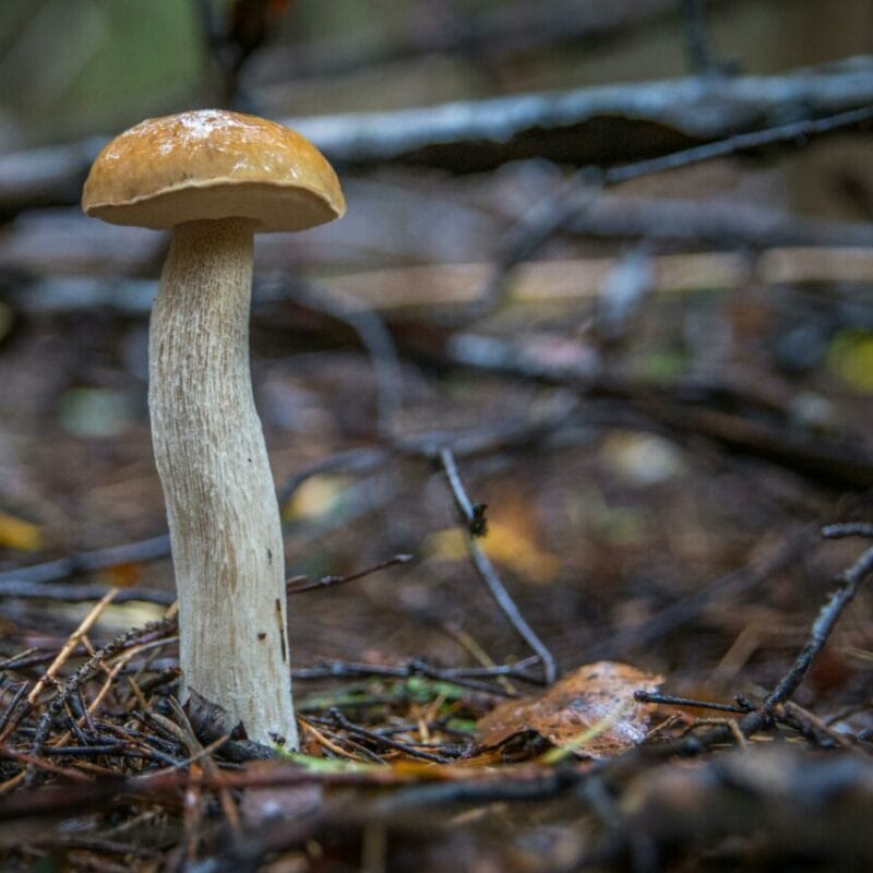 Shrooms online | Shroom Store Canada