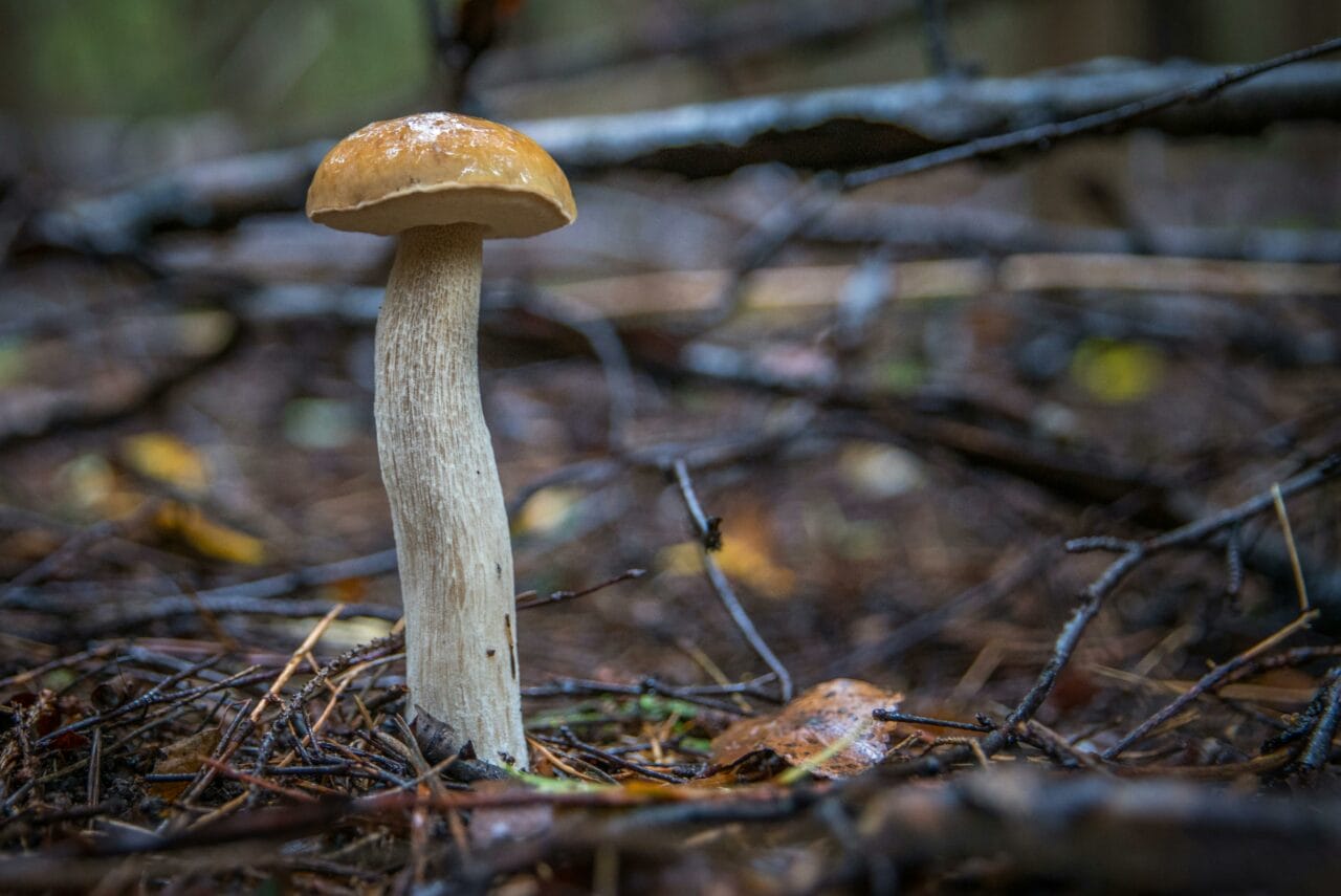 Recent Studies on Psychedelic Mushrooms Indicate Prolonged Brain Alterations Could Benefit Mental Well-being