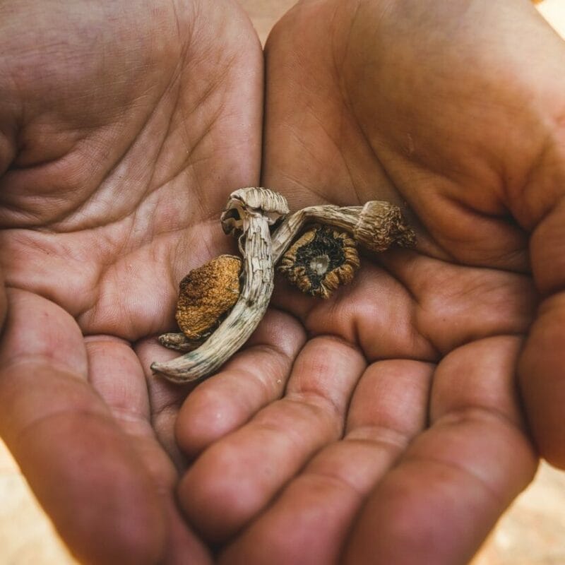 dried shrooms | Shroom Store Canada