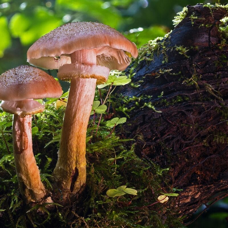 magic mushroom delivery | Shroom Store Canada