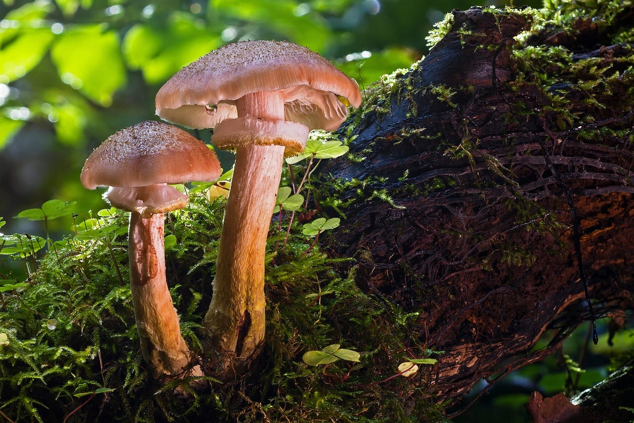 Magic Mushrooms and Psychedelia – Did They Contribute to Our Evolutionary Advancement as a Species?