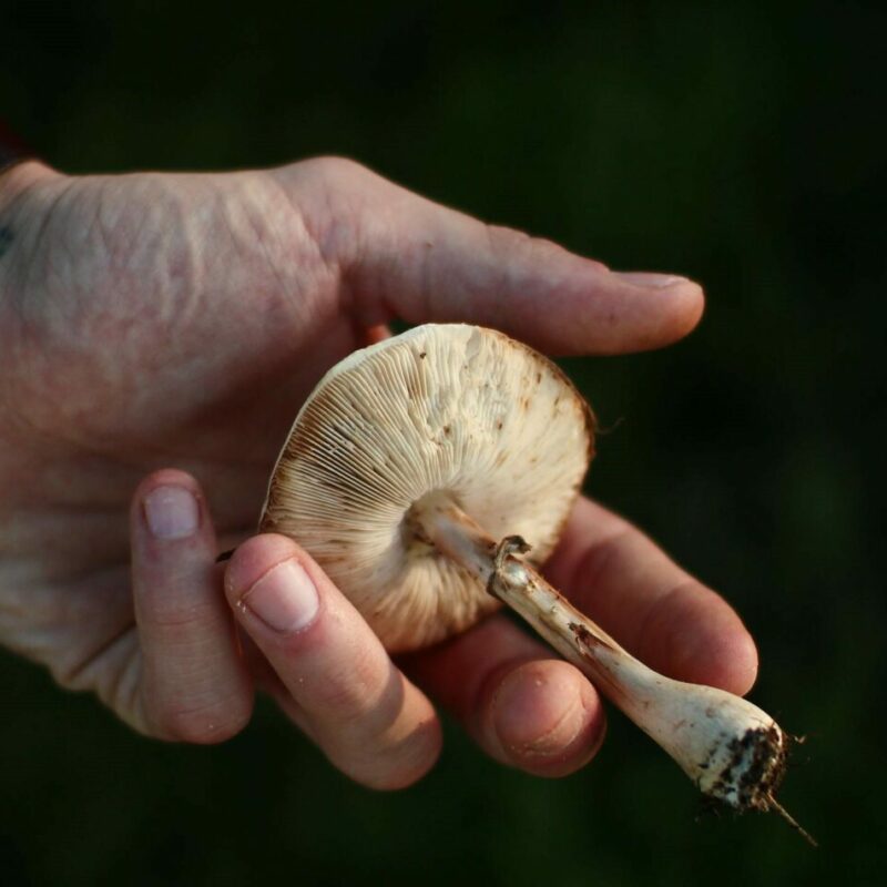 Shrooms | Shroom Store Canada