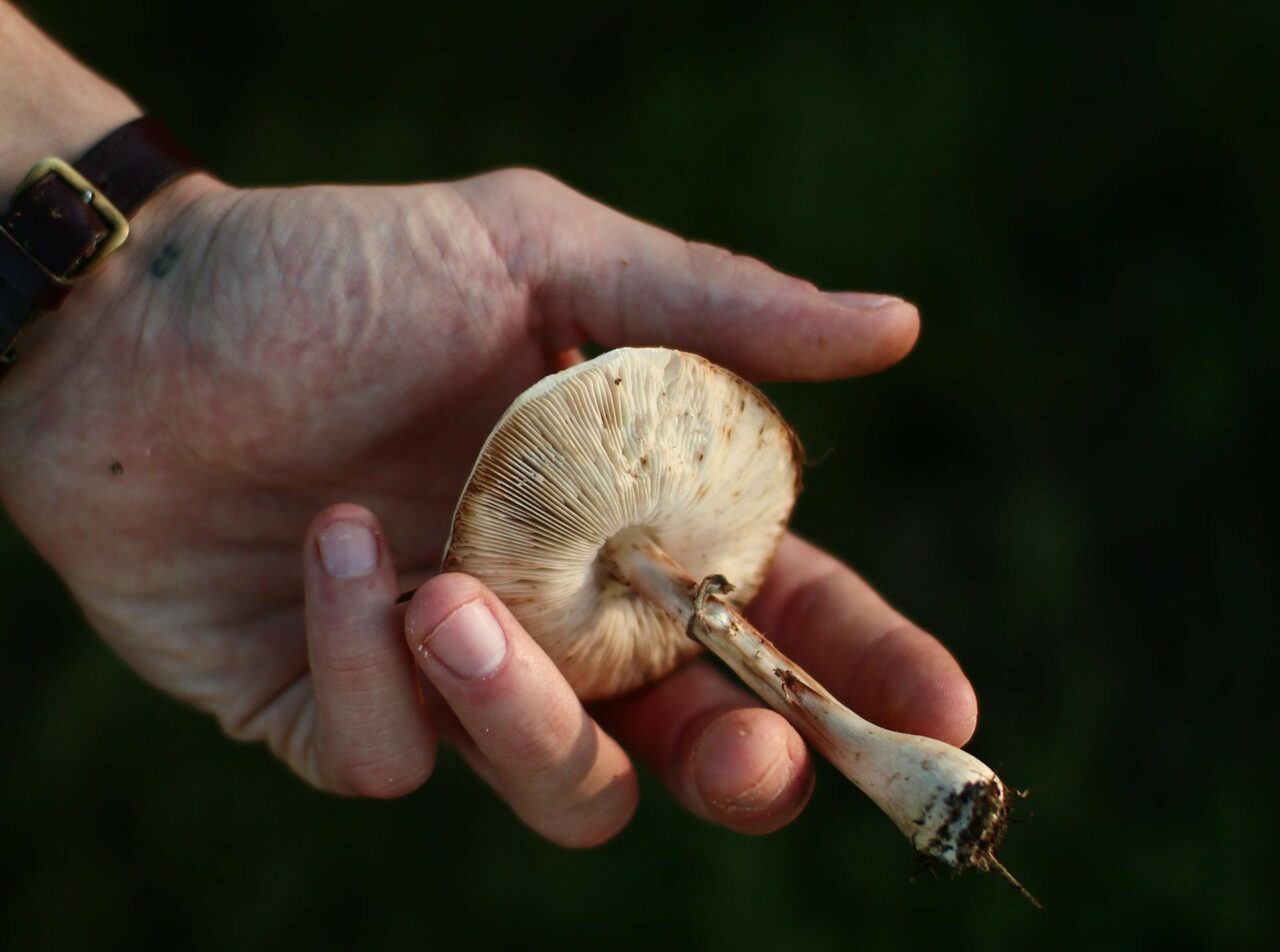 Investigating the Pharmacokinetics of Magic Mushrooms