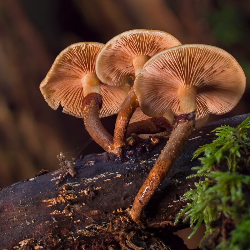 alacabenzi strain | Shroom Store Canada