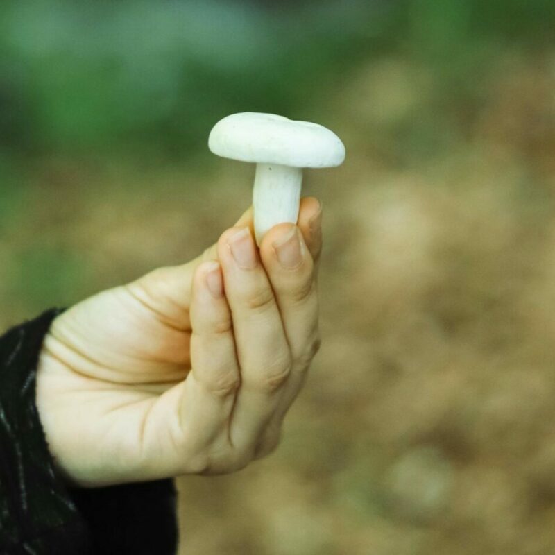 shrooms online in Canada | Shroom Store Canada