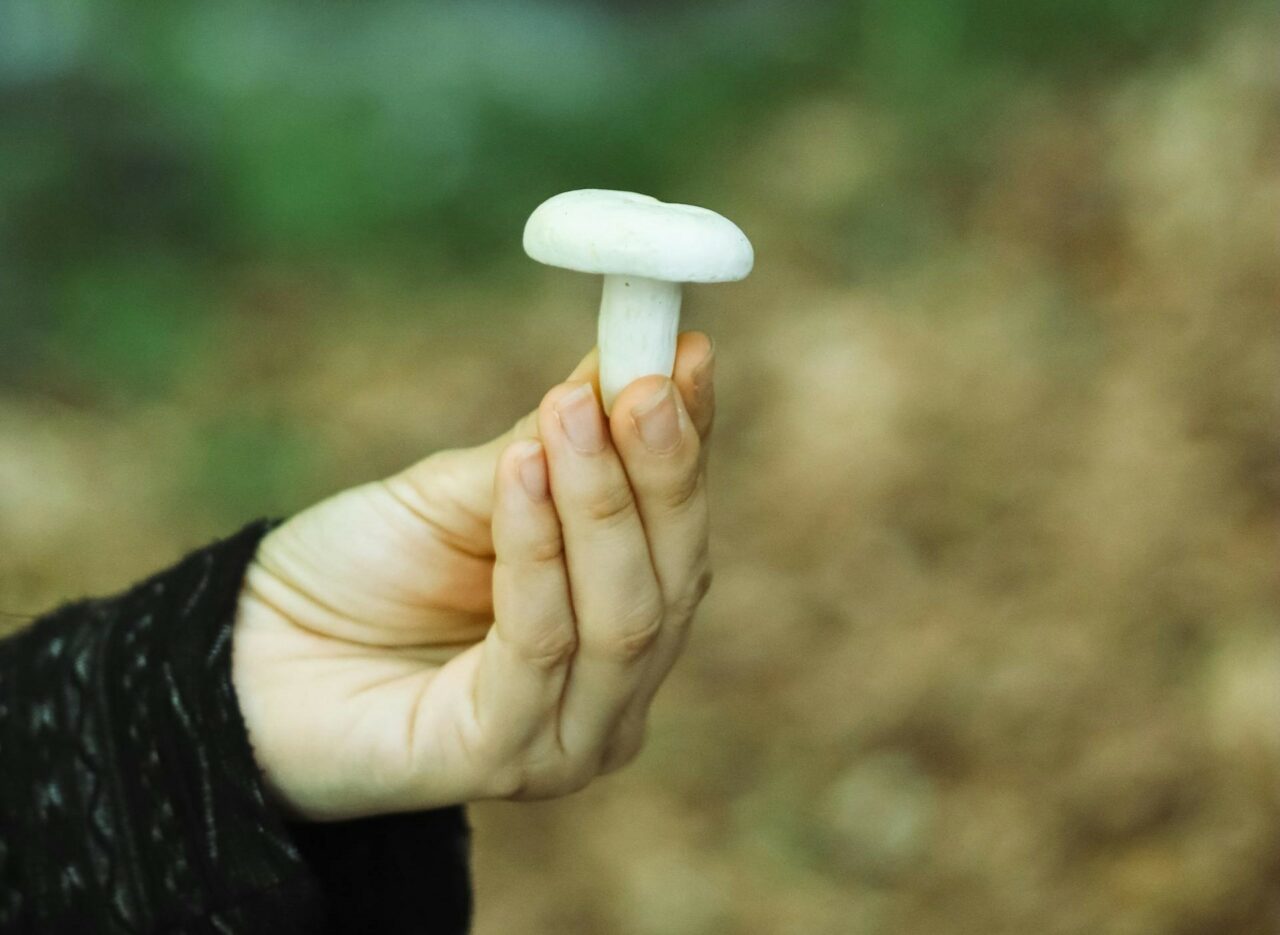 Discover Five Mushroom Categories Tailored for Every Psychedelic Aficionado