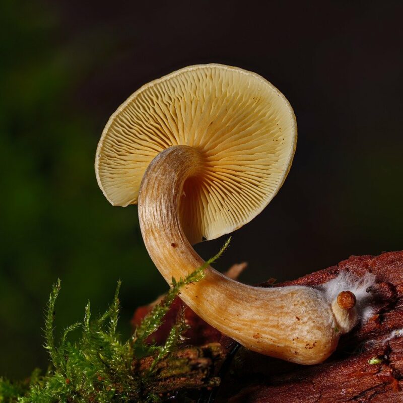 Alacabenzi Strain | Shroom Store Canada
