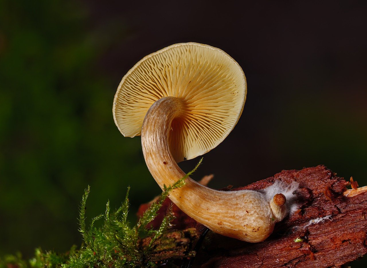 Overview of the Alacabenzi Strain – Essential Information for Users Prior to Their Initial Dosage