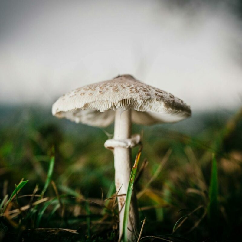 White Monster | Shroom Store Canada