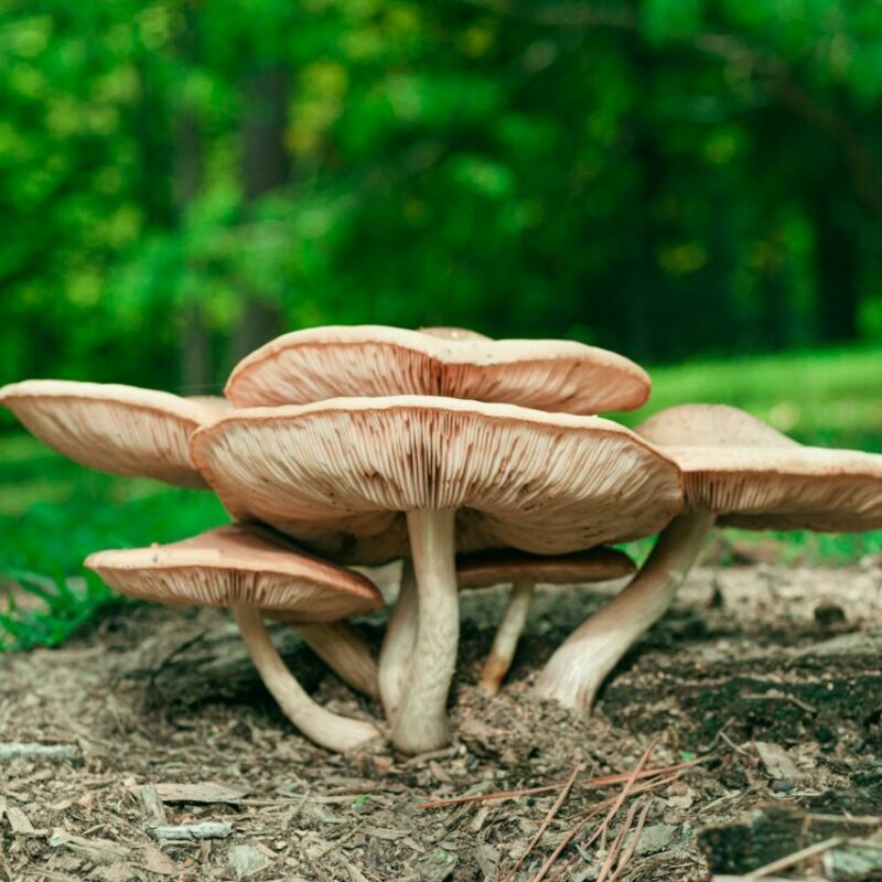 Big Daddy Mushroom | Shroom Store Canada