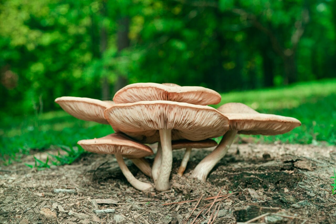 Experienced the Big Daddy Mushroom during a Hike—10/10, Highly Recommend a Repeat