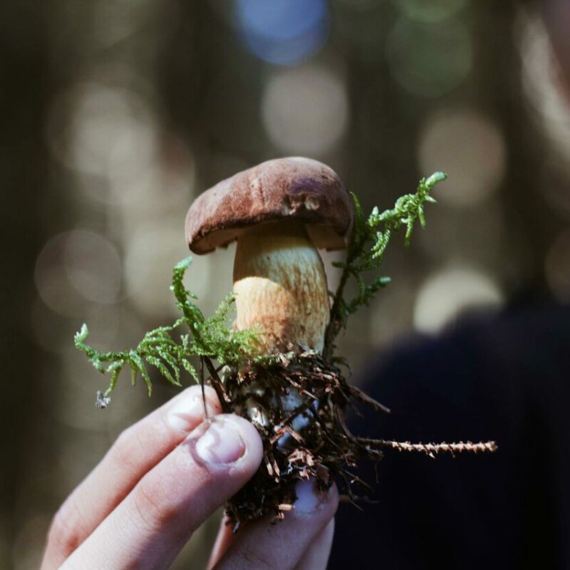Buy Shrooms | Shroom Store Canada