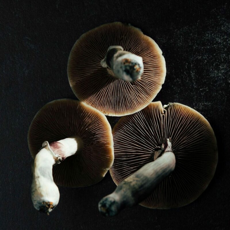 Magic Mushroom Canada | Shroom Store Canada