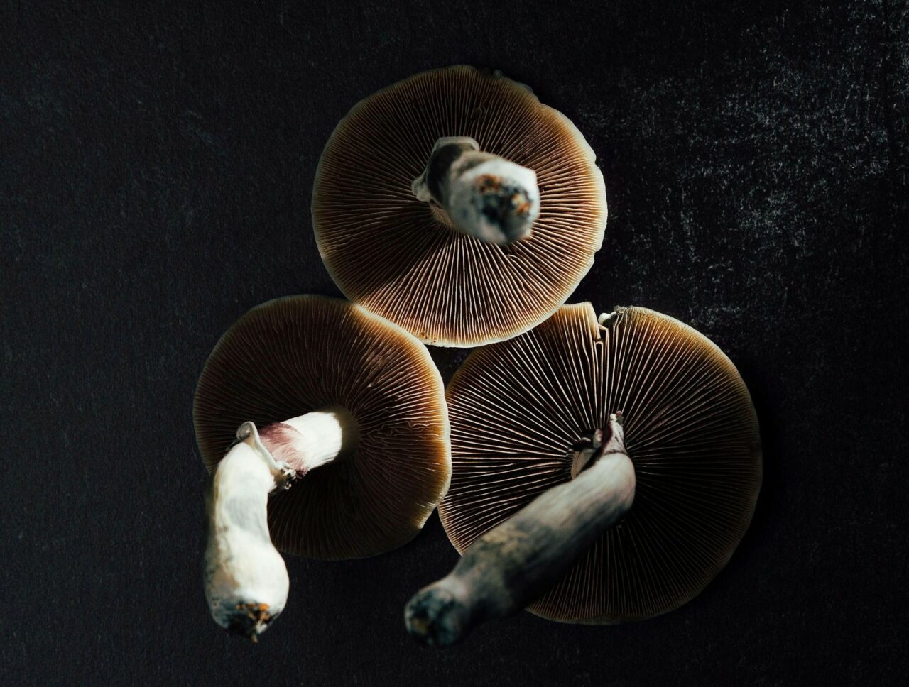 Canadian Magic Mushroom – Specialists Elucidate Why Natural Psilocybin Has Stronger Effects Than Its Laboratory-Produced Counterpart