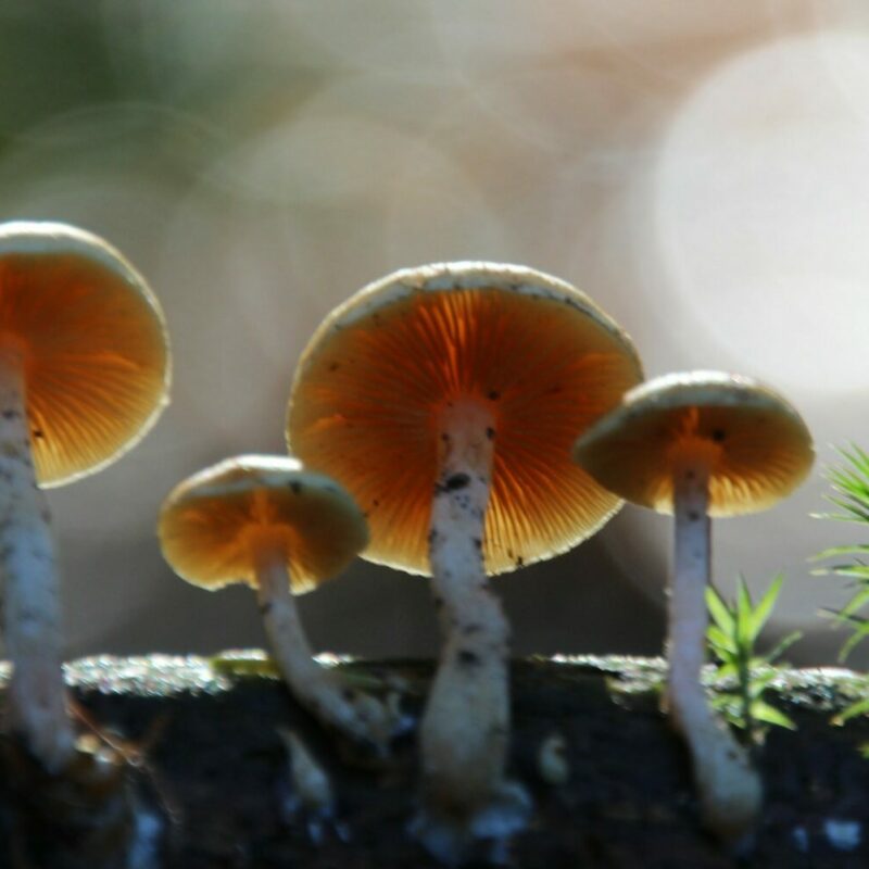 Magic Mushroom Delivery | Shroom Store Canada
