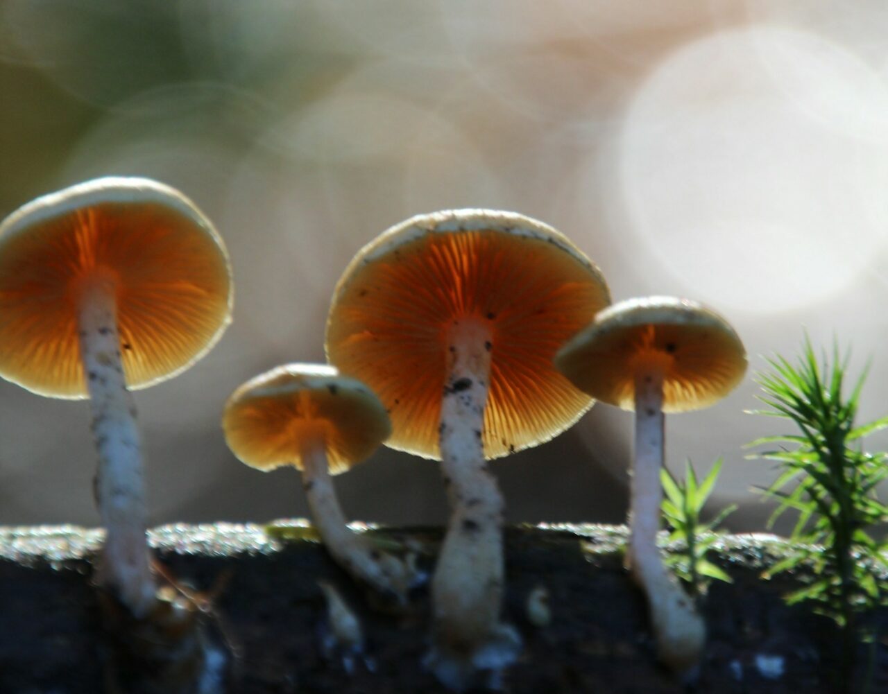 How the Delivery of Magic Mushrooms Revolutionized My Psychedelic Experiences (Positively)