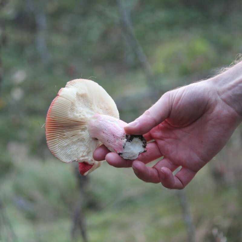 Magic Mushroom Delivery | Shroom Store Canada