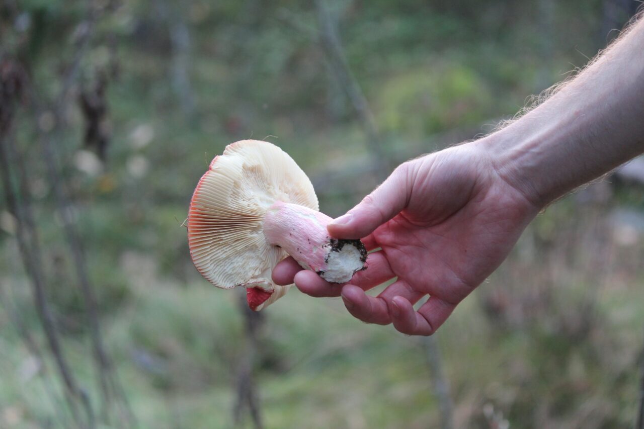 Magic Mushroom Delivery Assists in Rehabilitation of Paralyzed Mountain Athletes