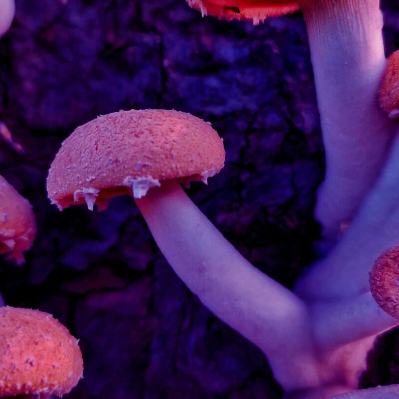 Mushroom Dispensary | Shroom Store Canada