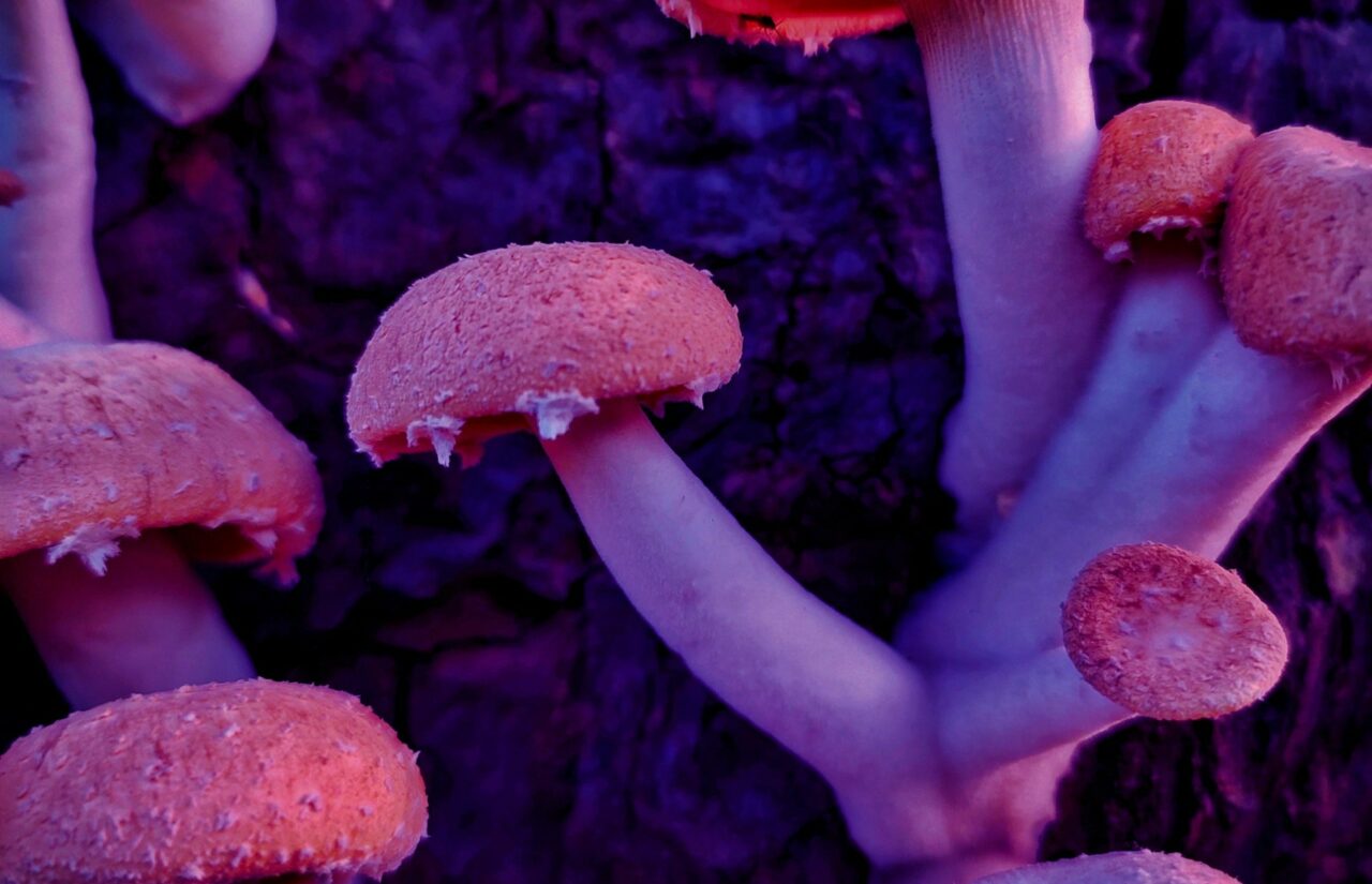 How Psilocybin, Obtained from a Mushroom Dispensary, Could Help Reconfigure Minds Suffering from HIV-Related Distress