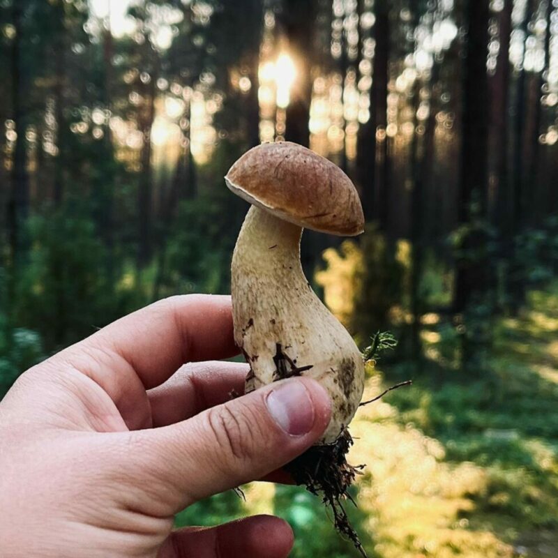 Shrooms Delivery Canada | Shroom Store Canada