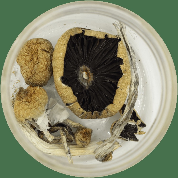  | Shroom Store Canada