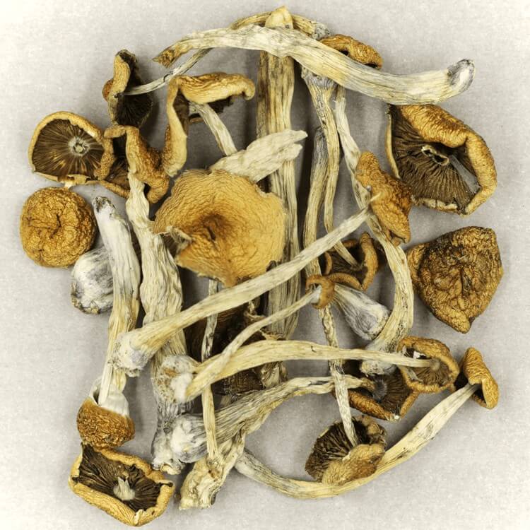  | Shroom Store Canada