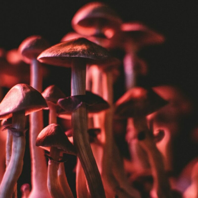  | Shroom Store Canada