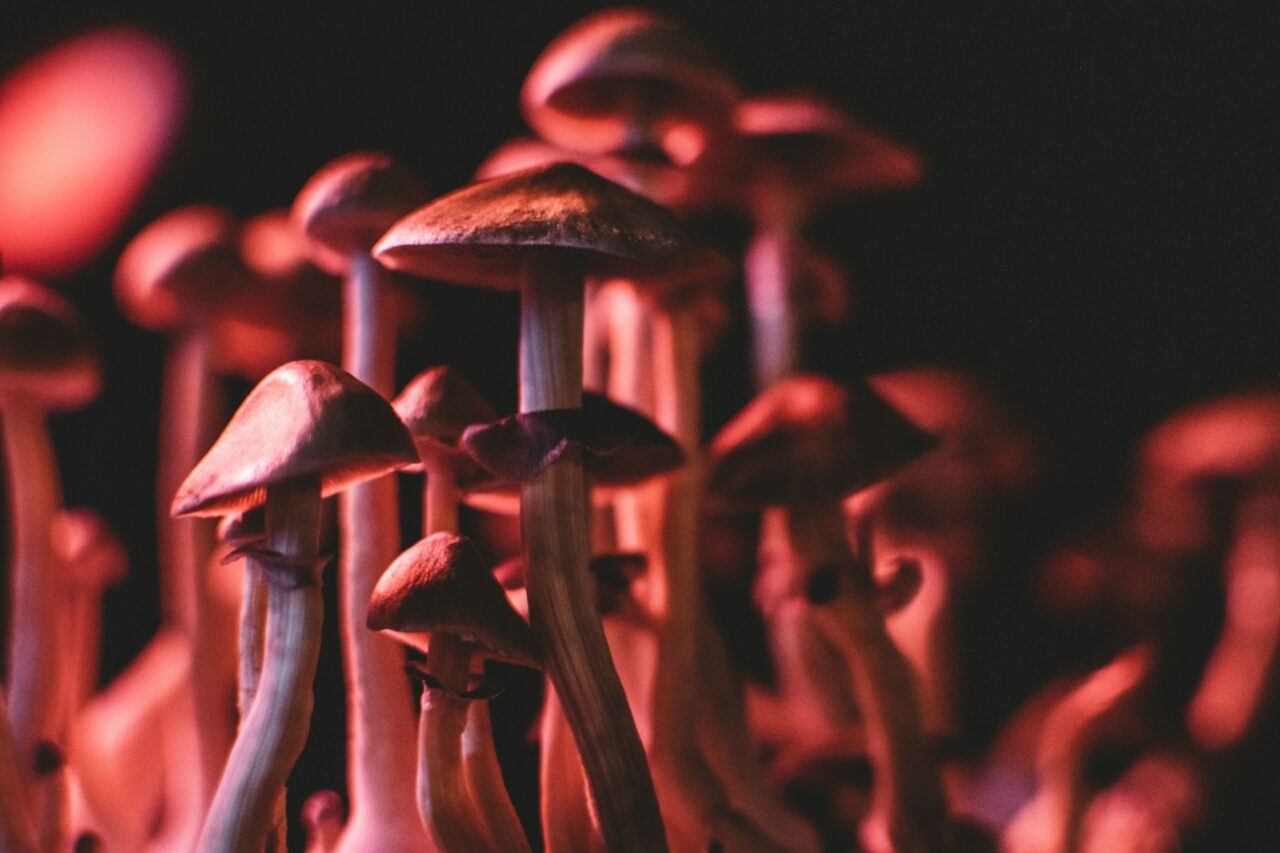 Acquiring Psychedelics Online While Evading Scams: My Experience
